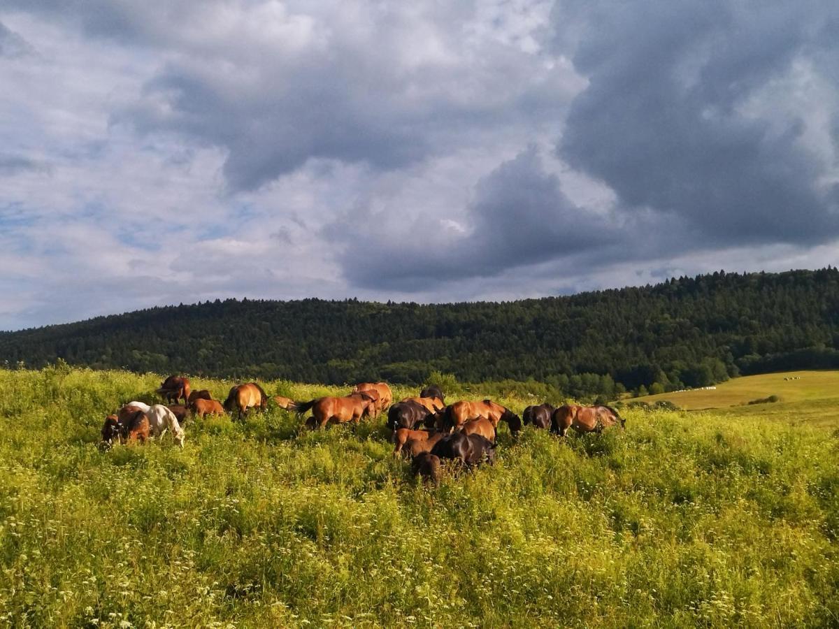 Pastelova Krova - Domki W Bieszczadach Ustrzyki Dolne Extérieur photo