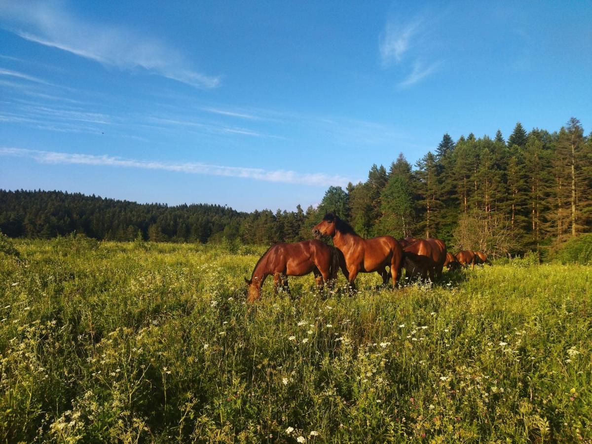 Pastelova Krova - Domki W Bieszczadach Ustrzyki Dolne Extérieur photo