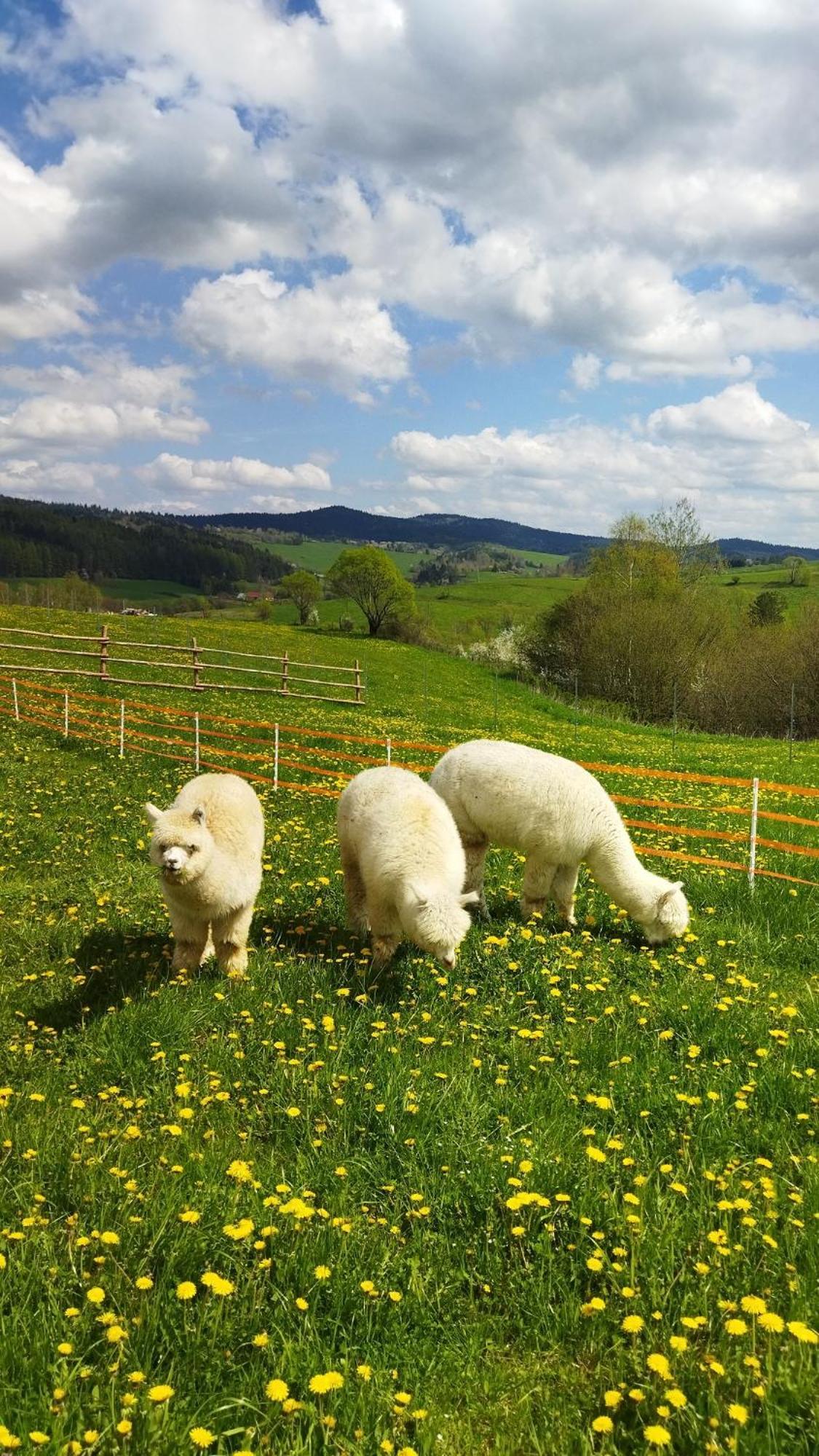 Pastelova Krova - Domki W Bieszczadach Ustrzyki Dolne Extérieur photo
